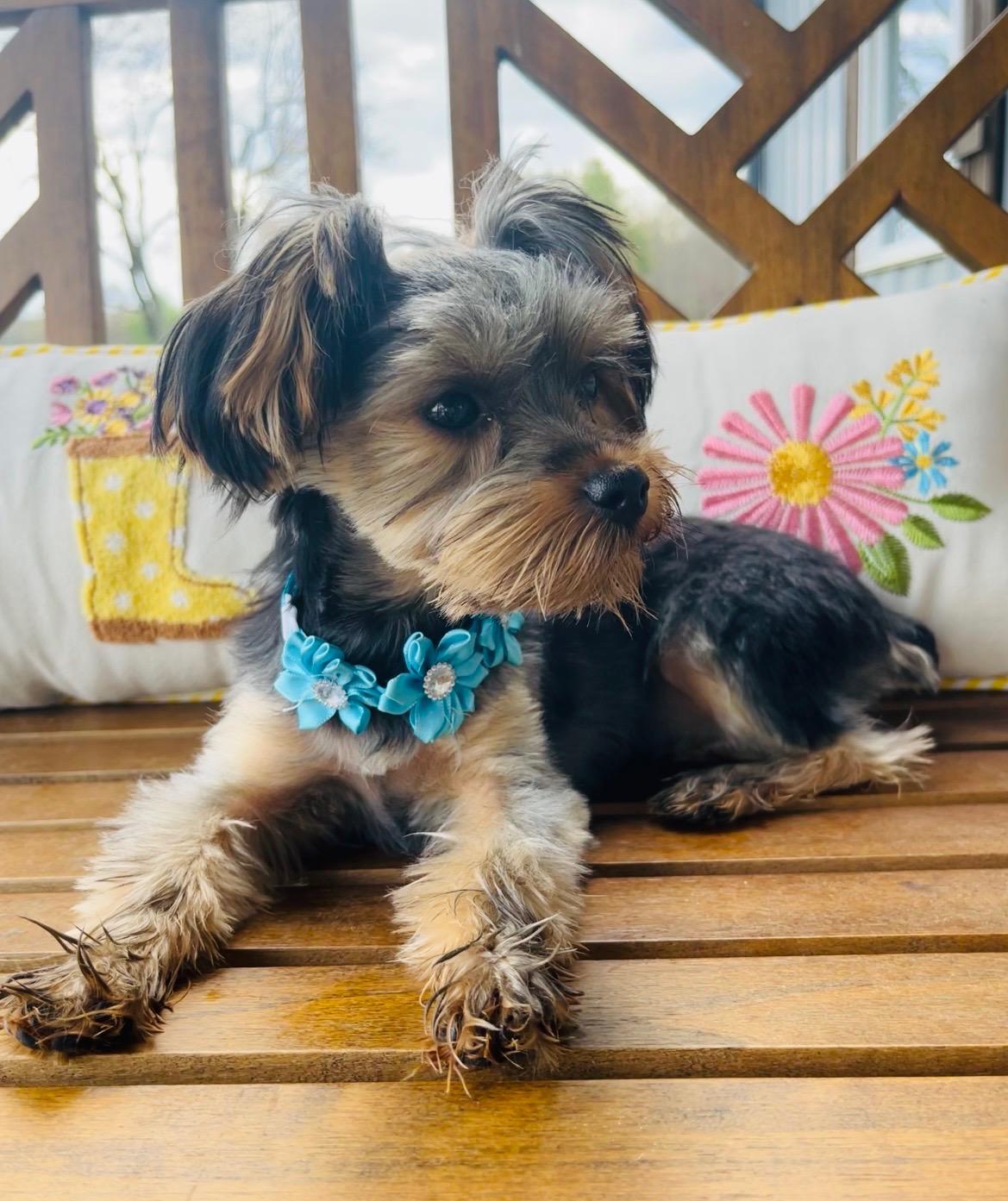 Enlarge Poppy, a ADOPTABLE Yorkshire Terrier in Stormville, NY image 4/4