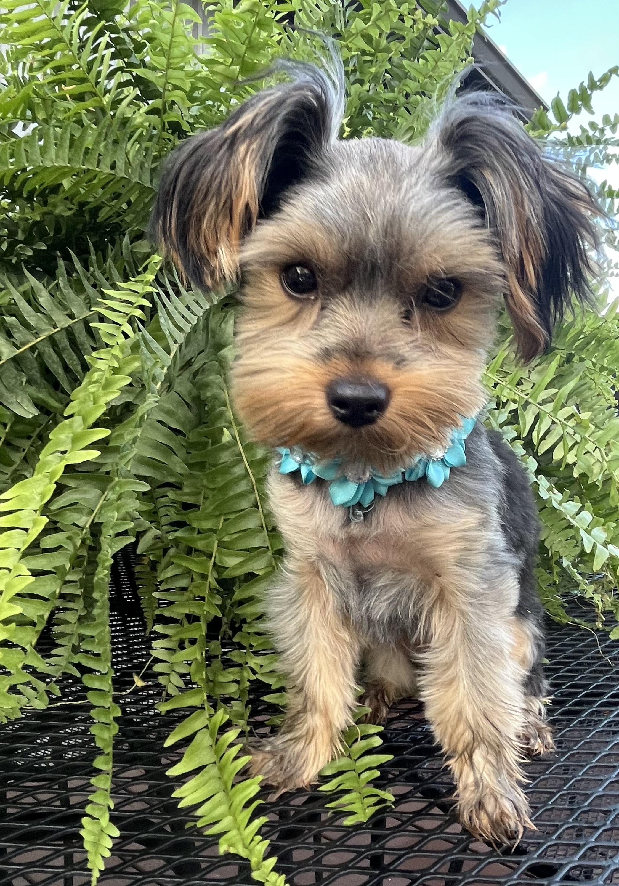 Enlarge Poppy, a ADOPTABLE Yorkshire Terrier in Stormville, NY image 1/4
