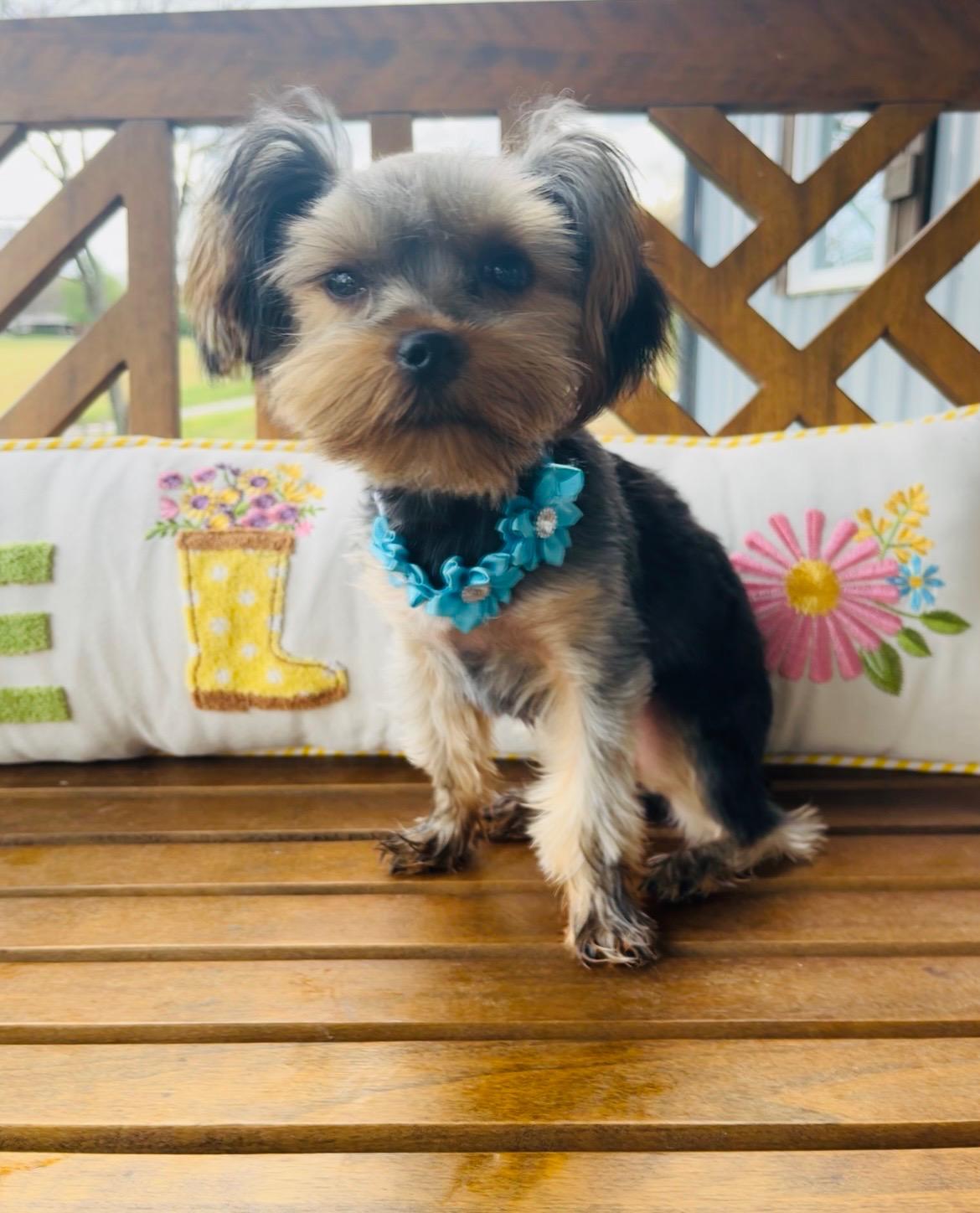 Enlarge Poppy, a ADOPTABLE Yorkshire Terrier in Stormville, NY image 3/4