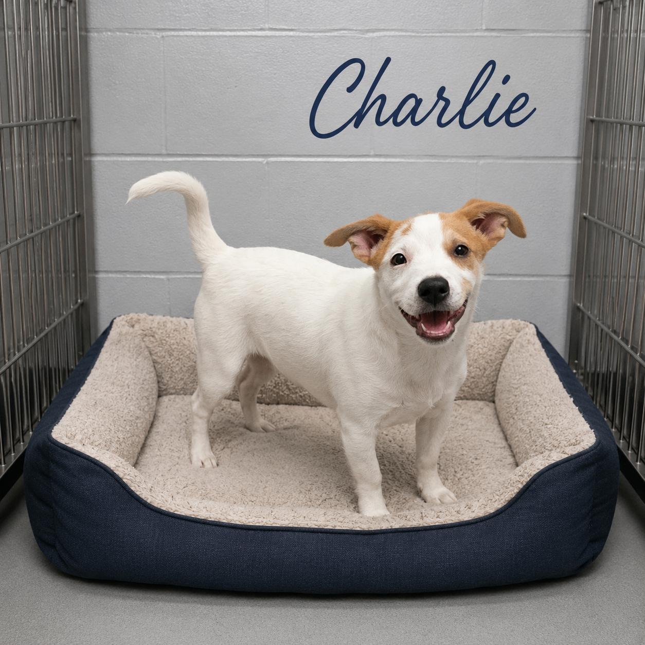 Enlarge Charlie, a ADOPTABLE Carolina Dog in Momence, IL image 1/1