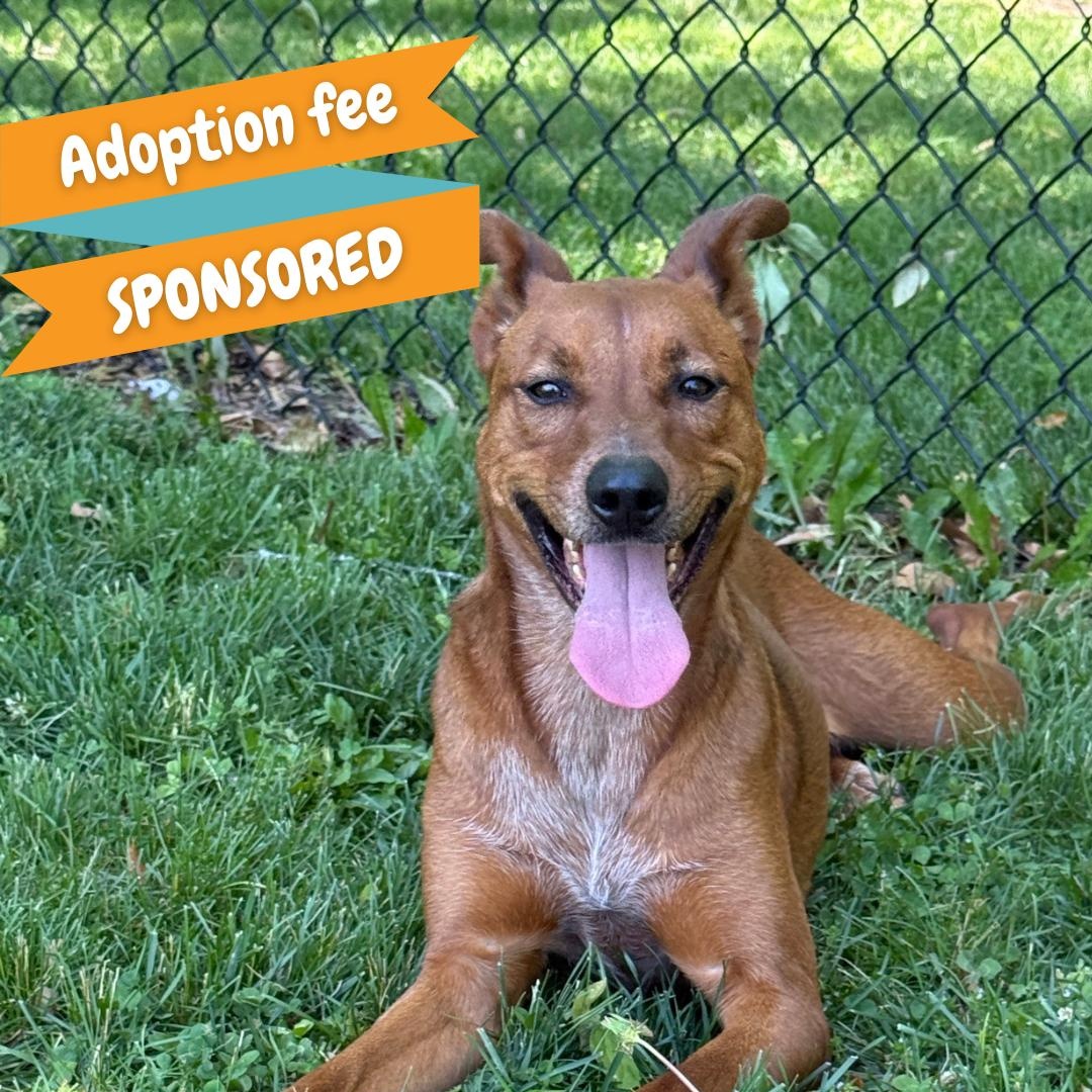 Enlarge Ruffles, a Adoptable mixed breed in Springfield, MO image 1/6