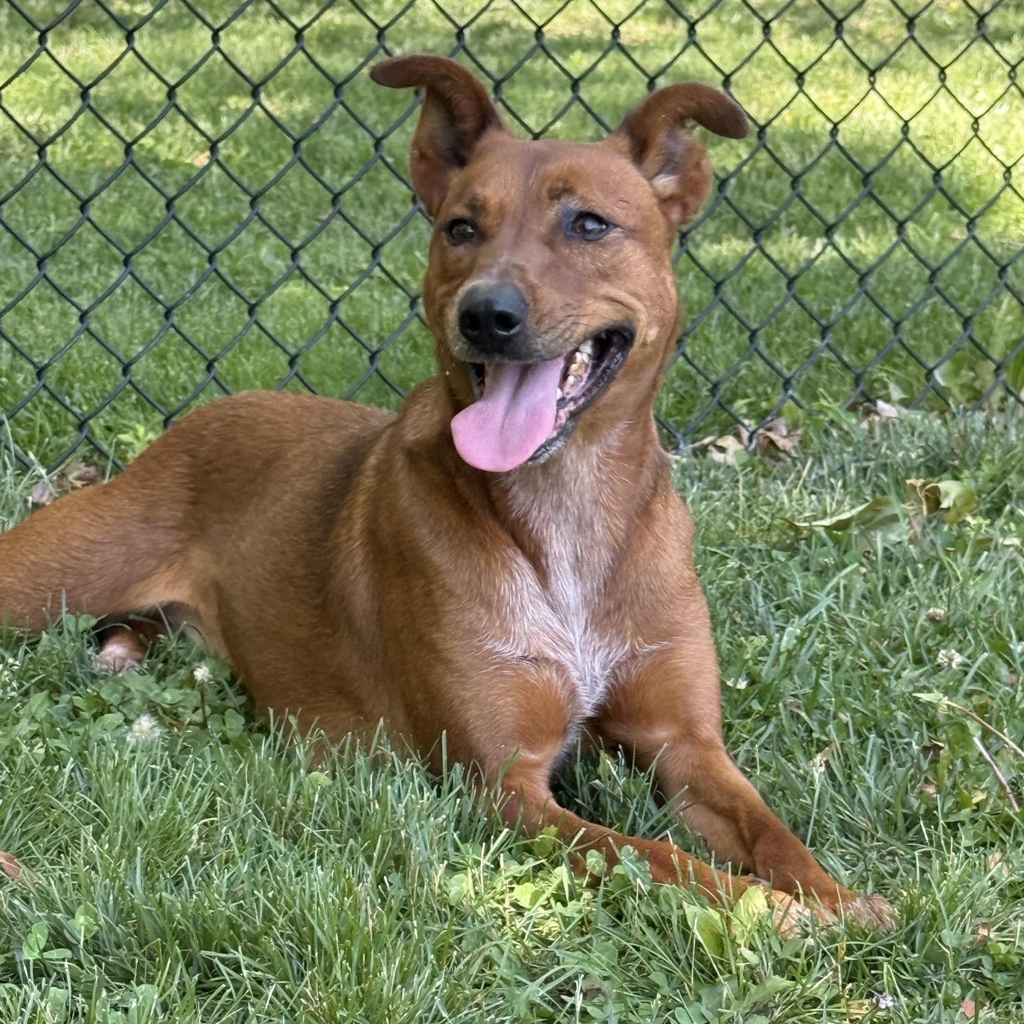 Enlarge Ruffles, a Adoptable mixed breed in Springfield, MO image 2/6