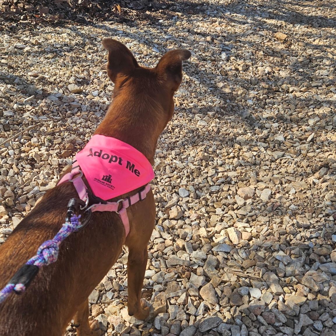 Enlarge Ruffles, a Adoptable mixed breed in Springfield, MO image 3/6