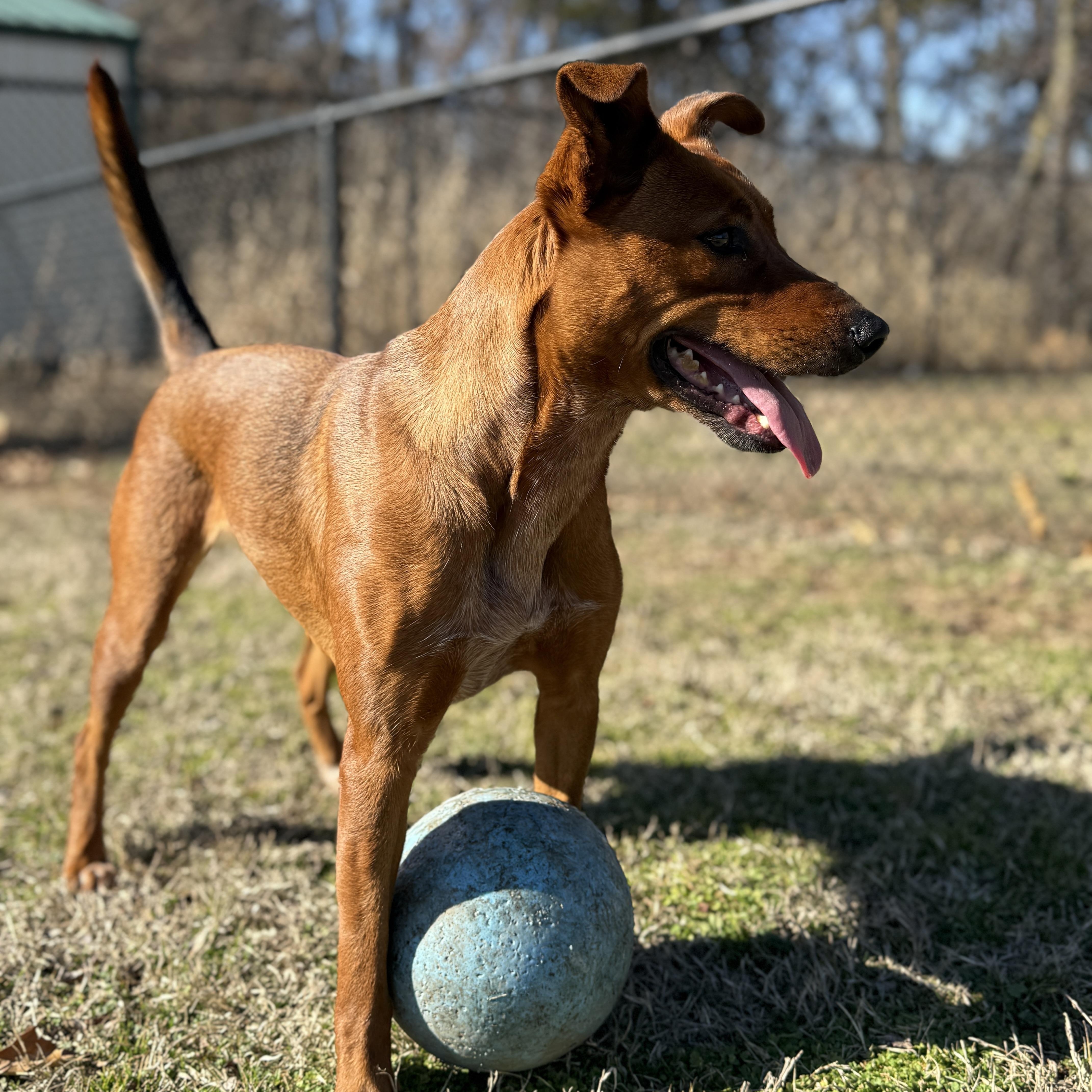 Ruffles, a Adoptable mixed breed in Springfield, MO image 3/6