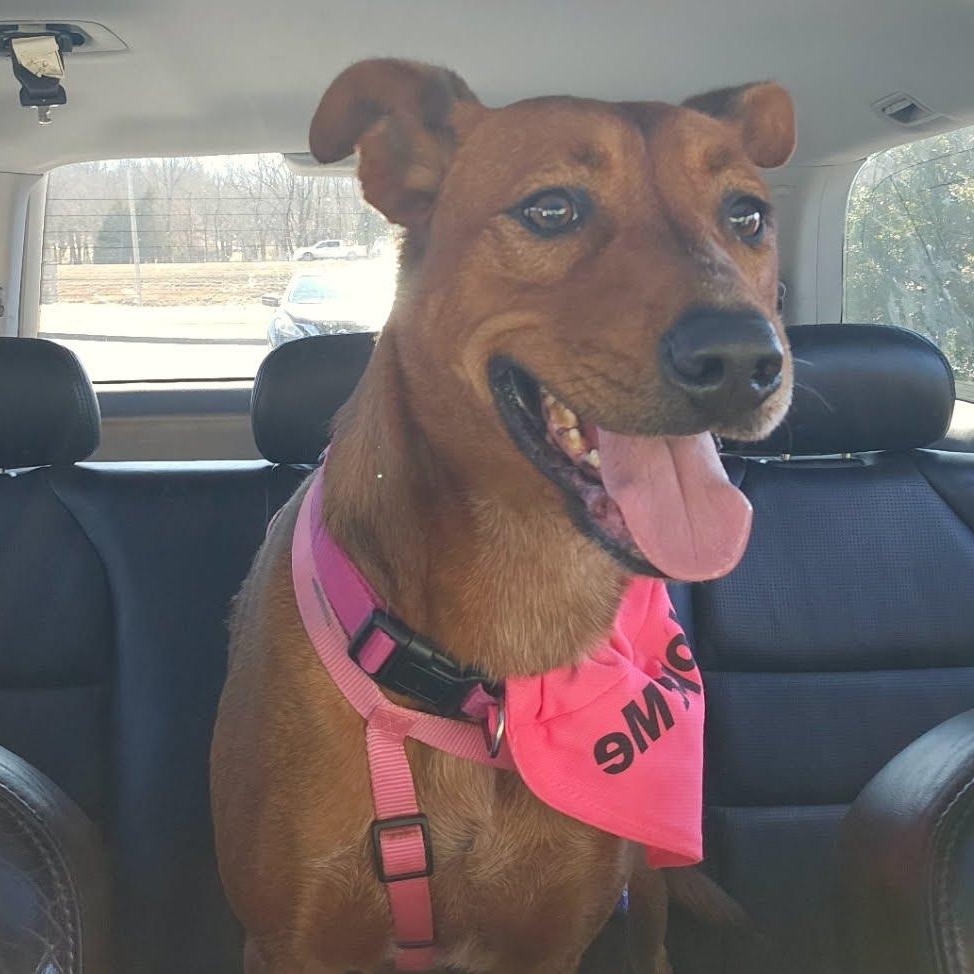 Ruffles, a Adoptable mixed breed in Springfield, MO image 1/6