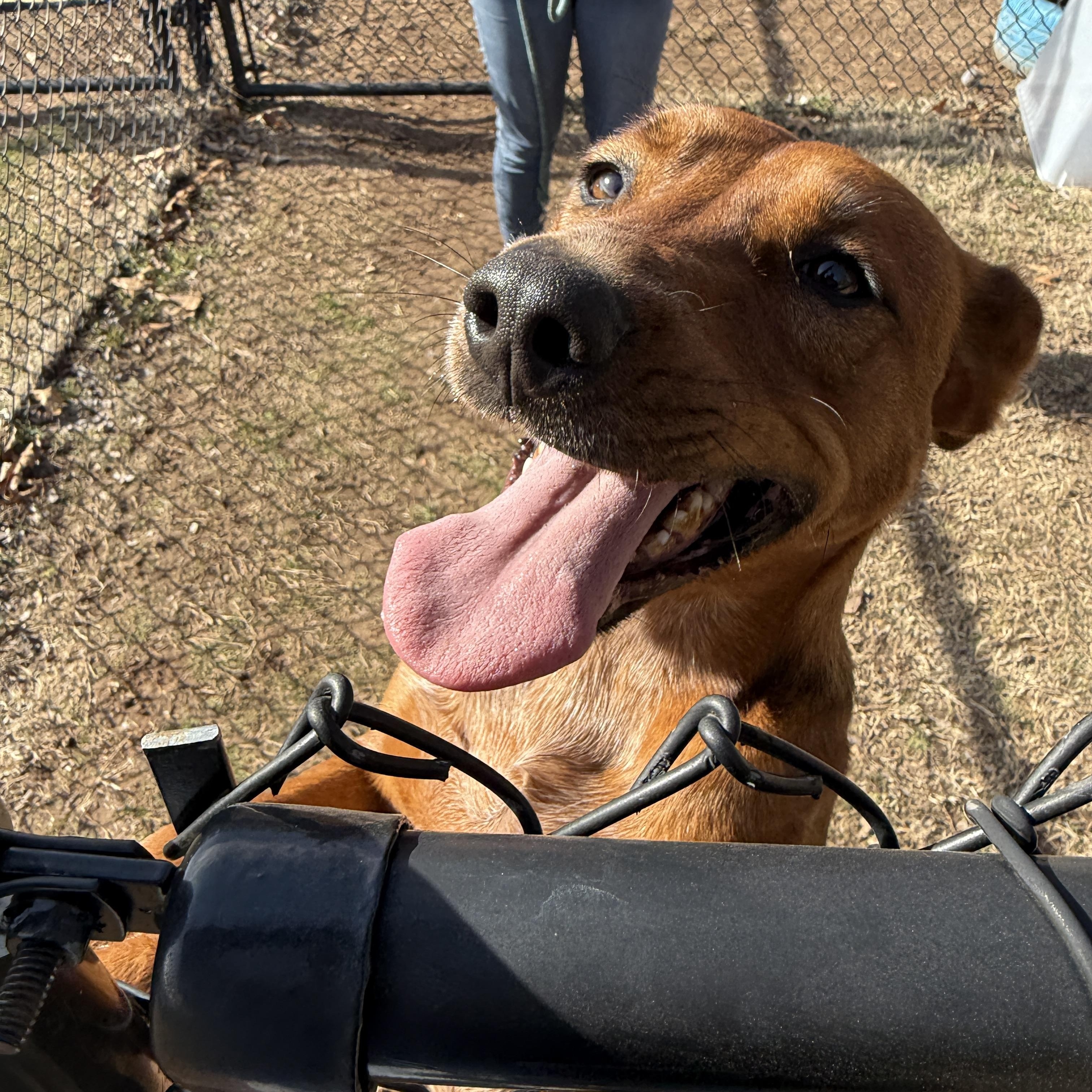 Ruffles, a Adoptable mixed breed in Springfield, MO image 6/6
