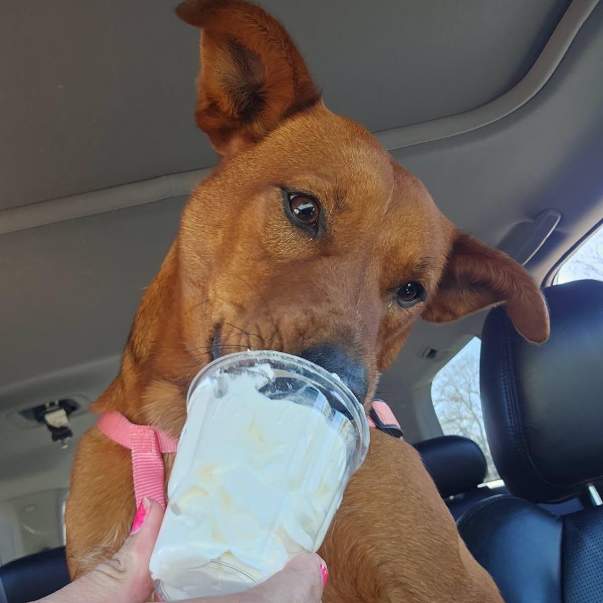 Ruffles, a Adoptable mixed breed in Springfield, MO image 2/6