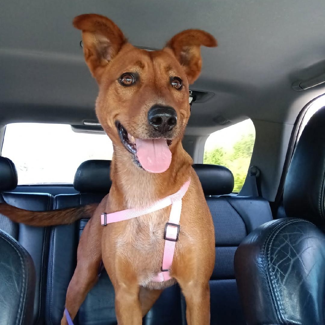 Ruffles, Adoptable, Adult Female Australian Cattle Dog / Blue Heeler & Cattle Dog.