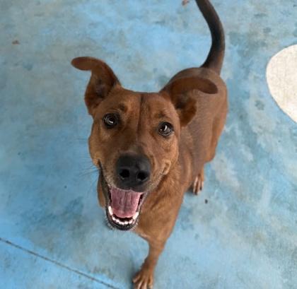 Enlarge Ruffles, a Adoptable mixed breed in Springfield, MO image 2/6