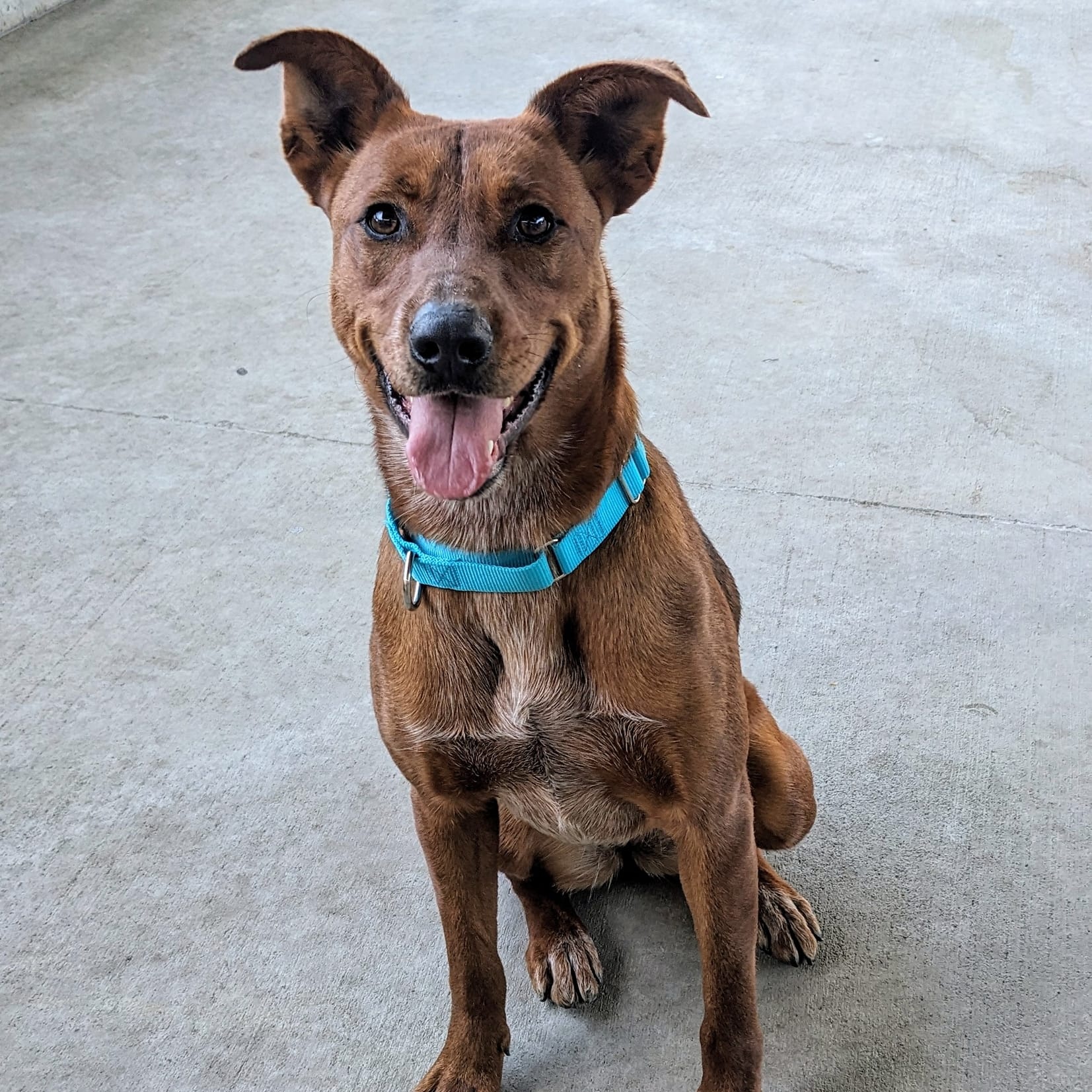 Ruffles, a Adoptable mixed breed in Springfield, MO image 4/6