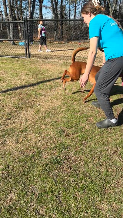 Enlarge Ruffles, a Adoptable mixed breed in Springfield, MO video 5/6