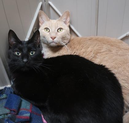 Blueberry (& Cheddar), Adoptable, Adult Male Domestic Short Hair & Domestic Short Hair.