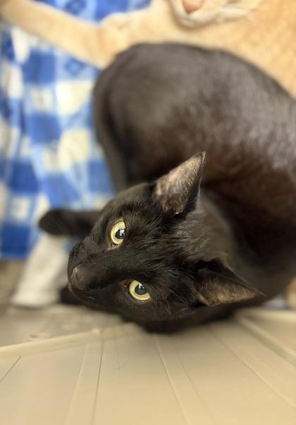 Enlarge Blueberry (& Cheddar), a Adoptable mixed breed in Fairfax, VA image 3/3