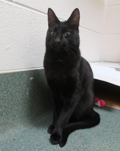 Enlarge Blueberry (& Cheddar), a Adoptable mixed breed in Fairfax, VA image 3/3