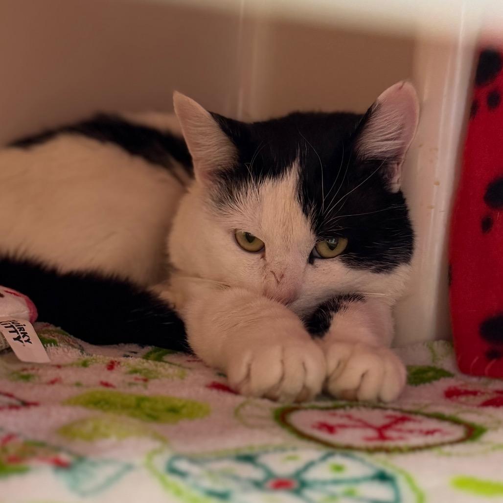 Amore, Adoptable, Adult Male Domestic Short Hair.