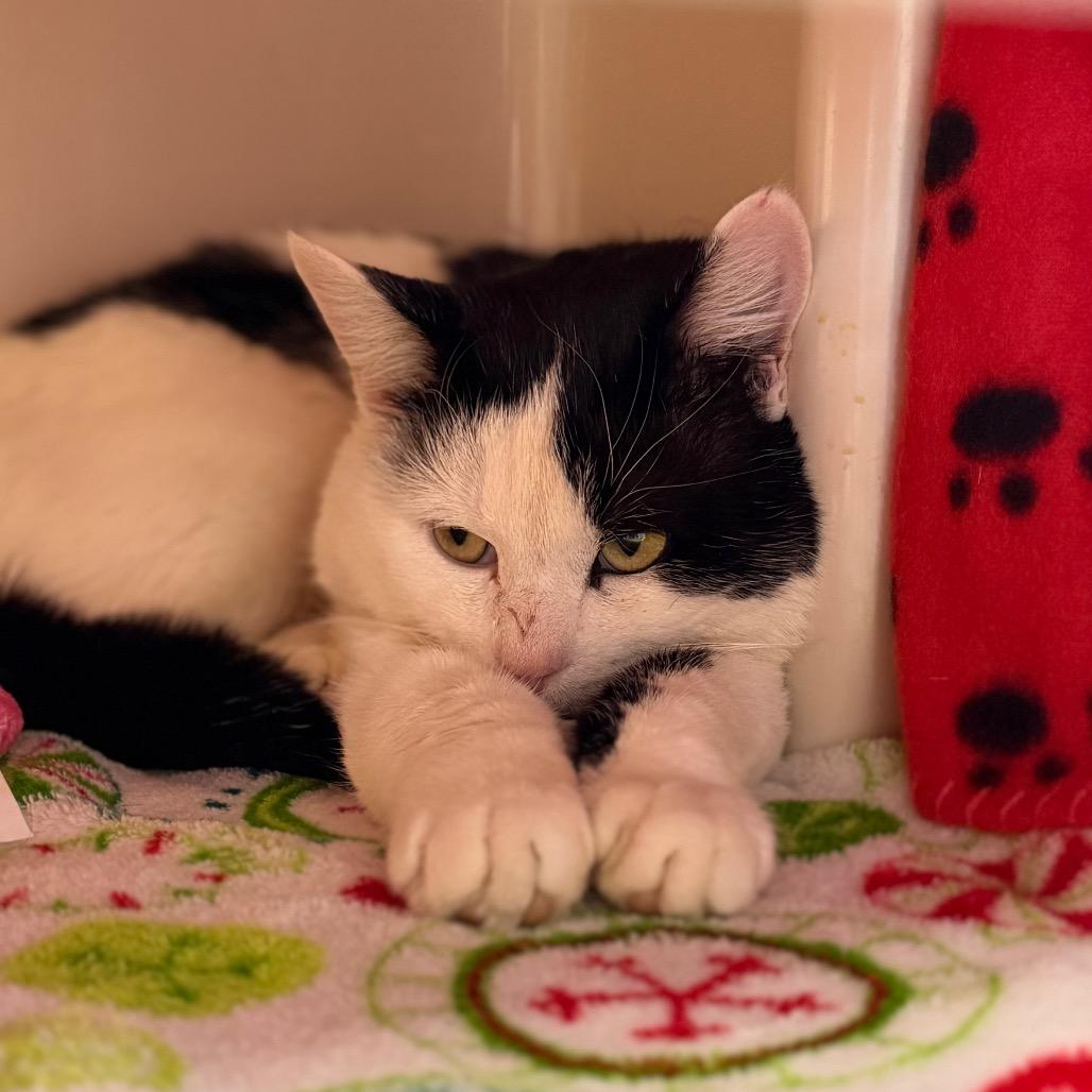 Amore, a Adoptable Domestic Short Hair in Watertown, NY image 3/3