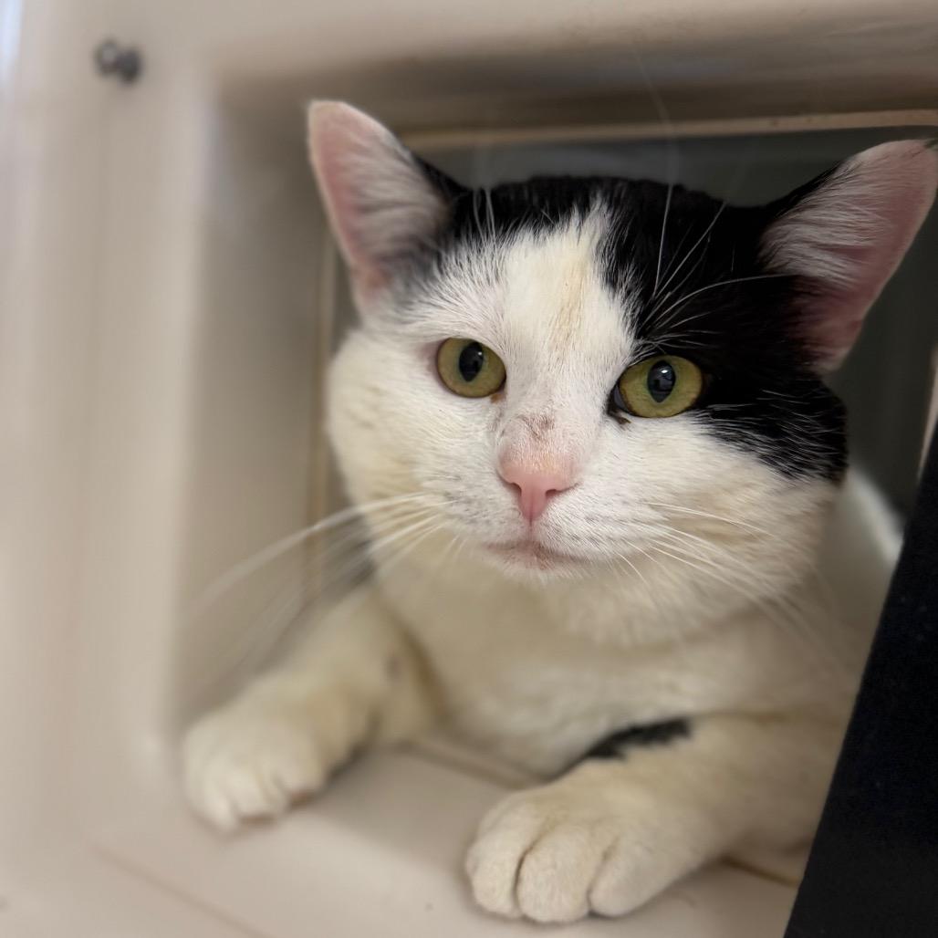 Amore — thumbnail 4