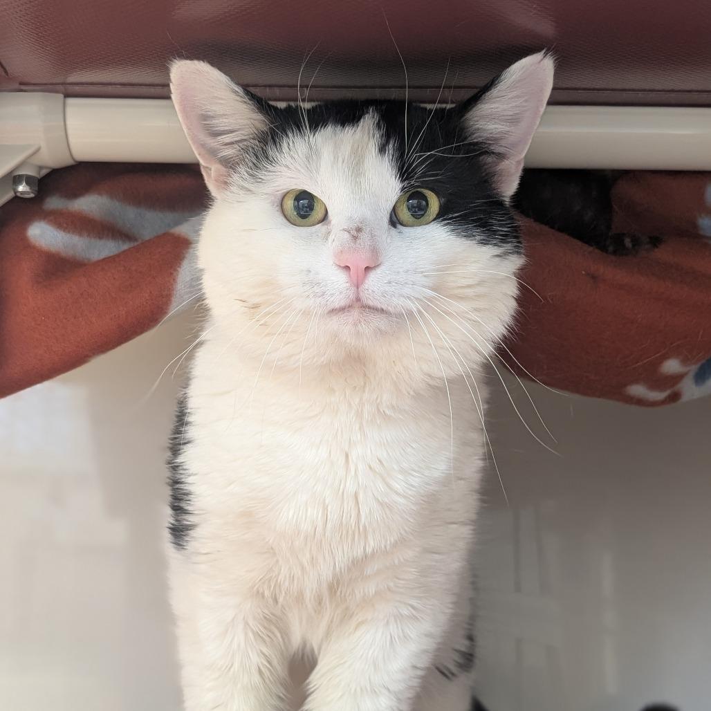 Amore — thumbnail 5