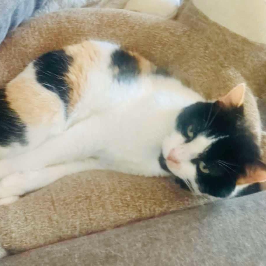 Noelle - Indoor/Outdoor, Adoptable, Adult Female Domestic Short Hair.