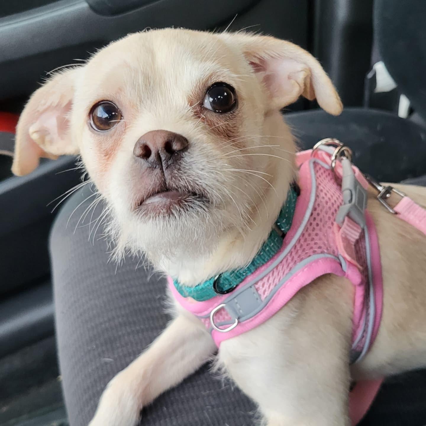 Blondie