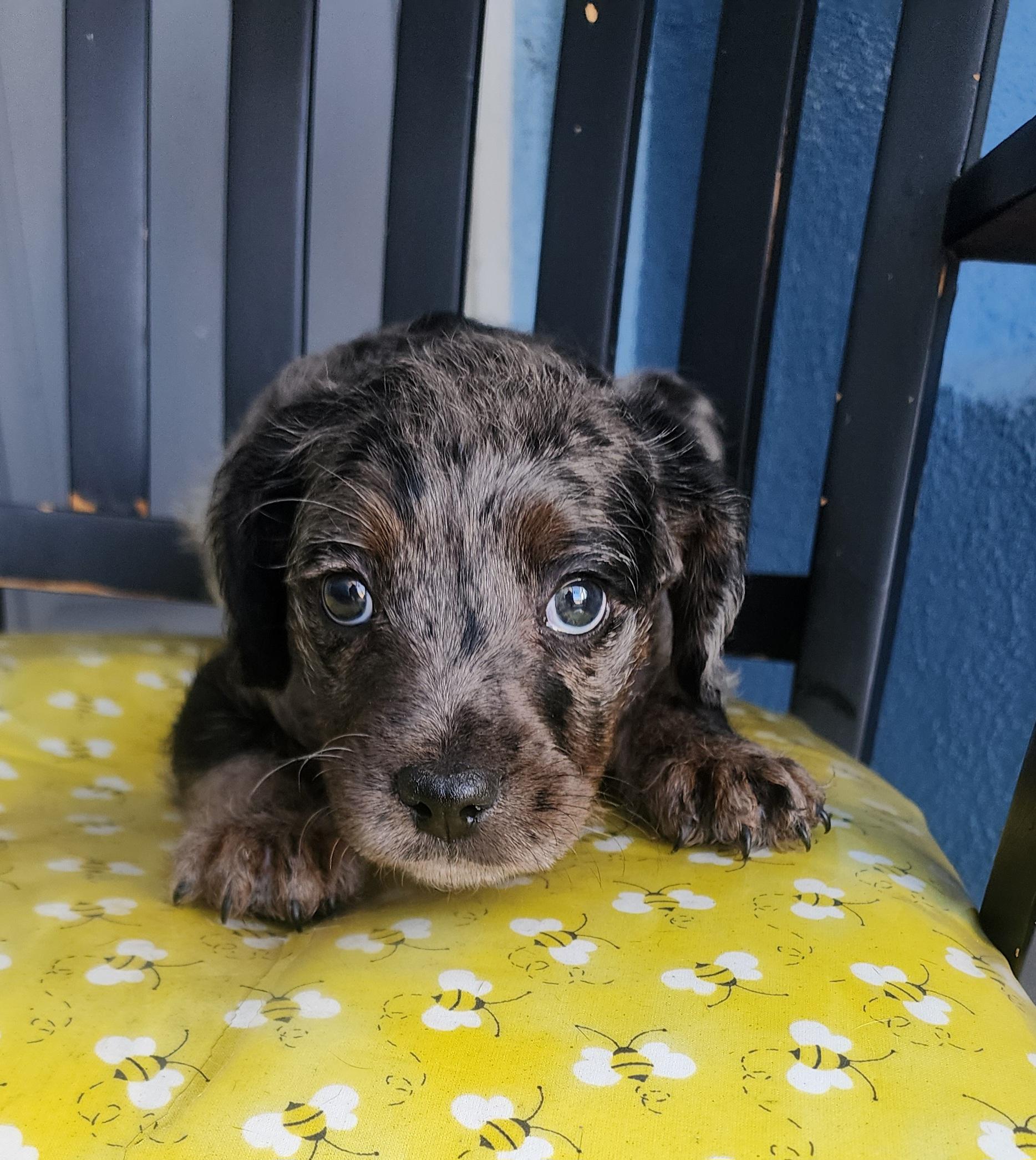 Enlarge Kira, a Adoptable mixed breed in Victorville, CA image 2/3