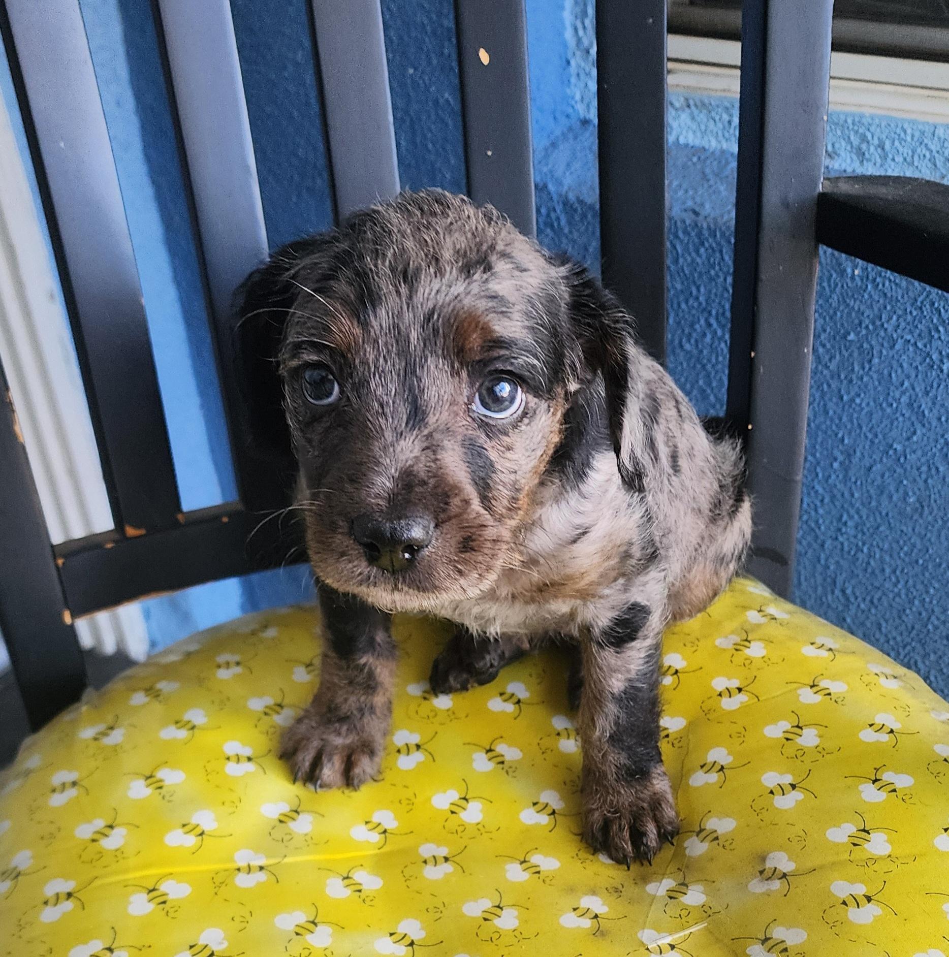 Enlarge Kira, a Adoptable mixed breed in Victorville, CA image 3/3