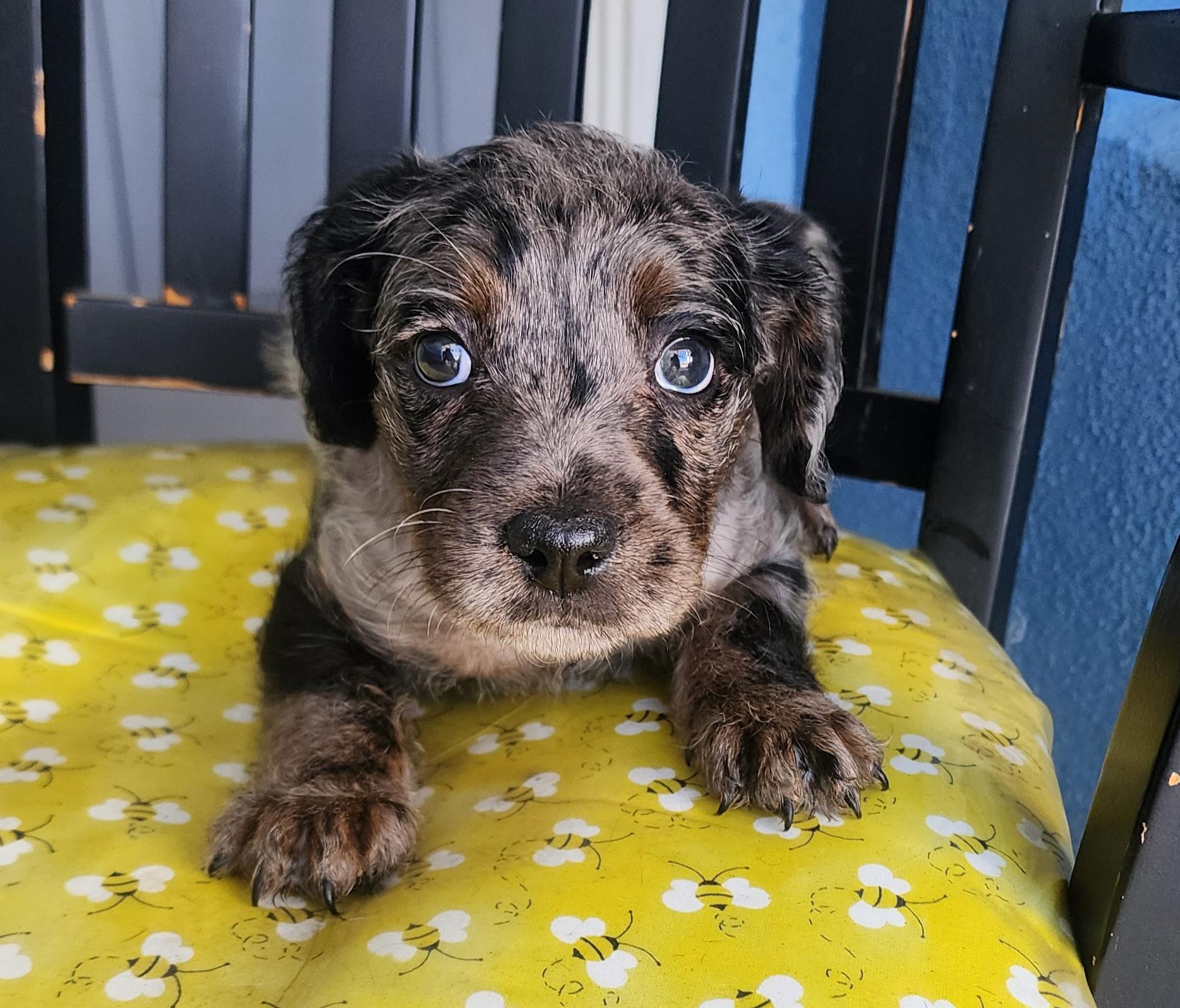 Kira, Adoptable, Puppy Female French Bulldog & Standard Poodle.