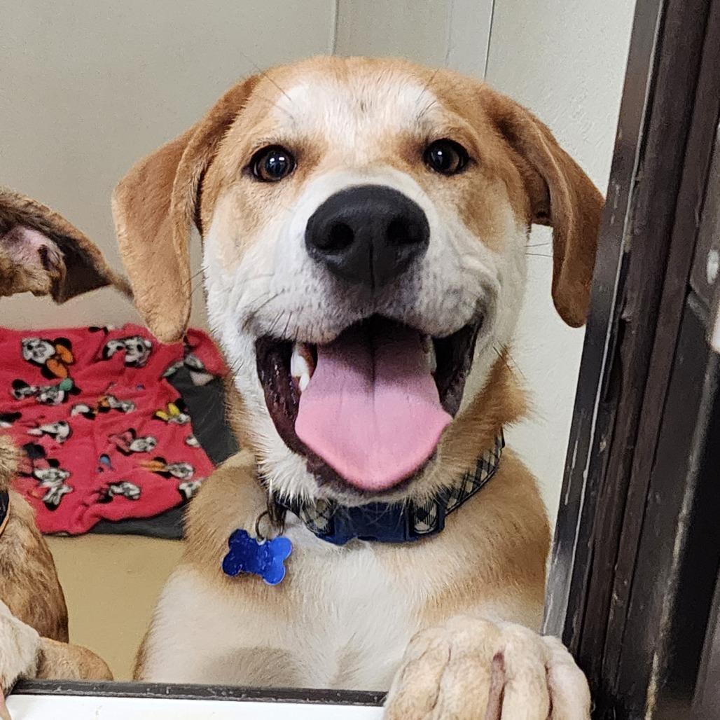 Viper- City of Industry Location, Adoptable, Young Male Hound & Great Pyrenees.