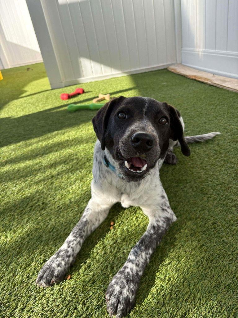 Christen, Adoptable, Puppy Male German Shorthaired Pointer & Basset Hound.
