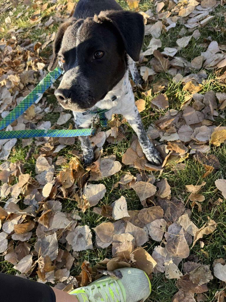 Christen, a Adoptable mixed breed in Saint George, UT image 2/3