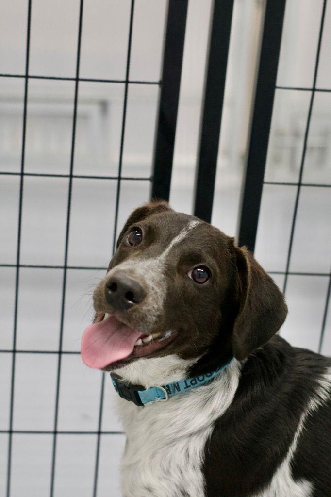 Christen, a Adoptable mixed breed in Saint George, UT image 3/3