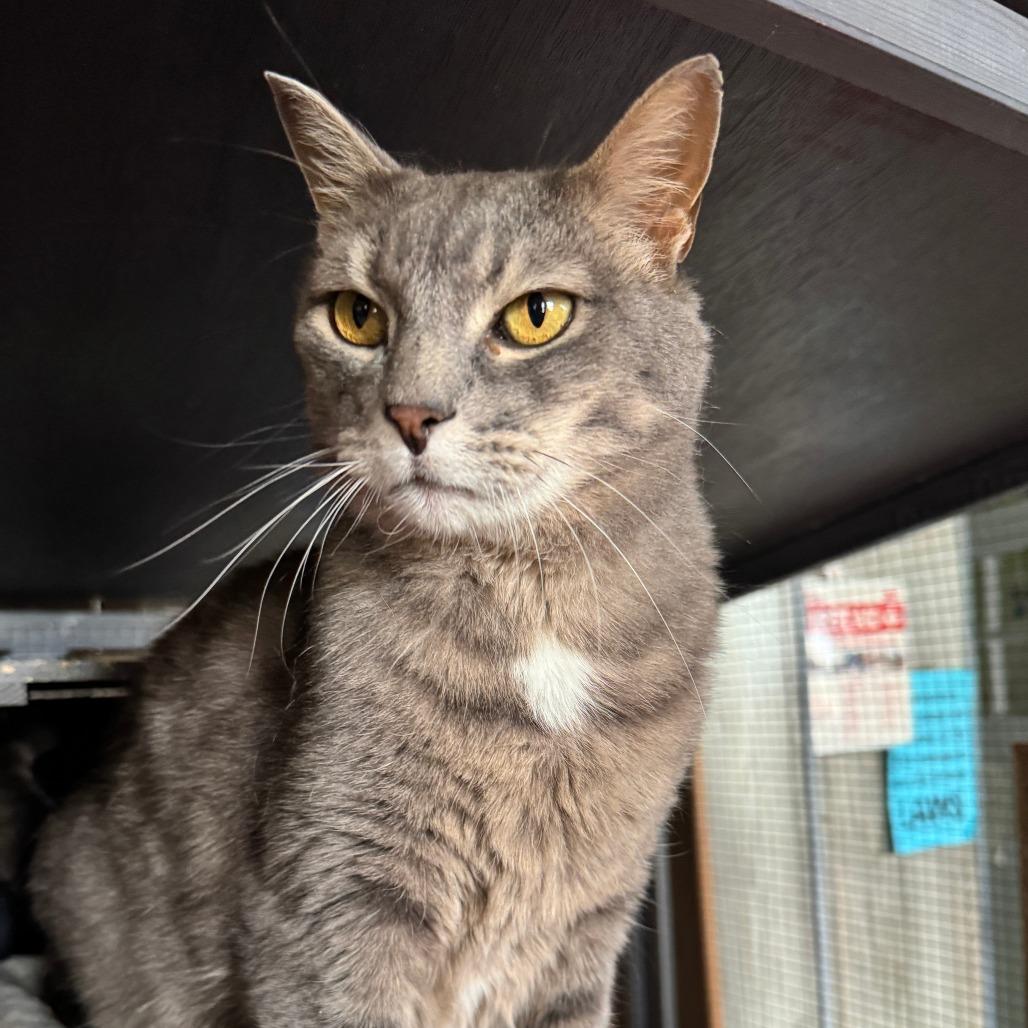 Ilari, a Adoptable Domestic Short Hair in Laramie, WY image 2/6