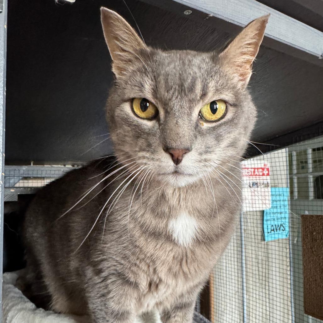 Ilari, a Adoptable Domestic Short Hair in Laramie, WY image 3/6