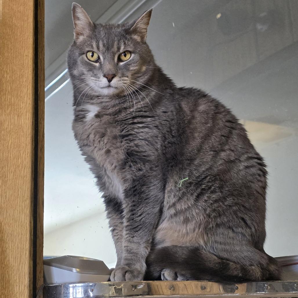 Ilari, a Adoptable Domestic Short Hair in Laramie, WY image 4/6
