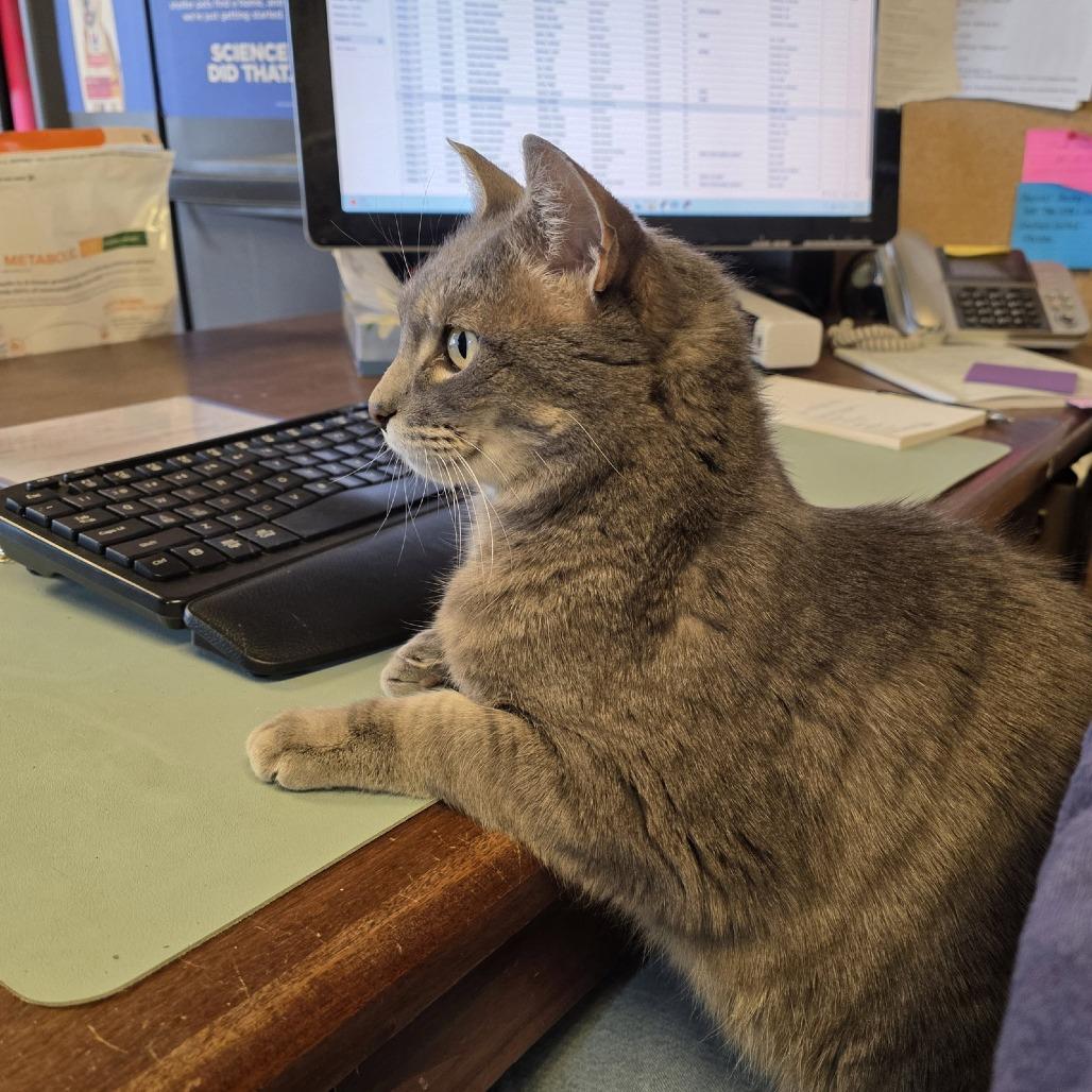 Ilari, a Adoptable Domestic Short Hair in Laramie, WY image 6/6