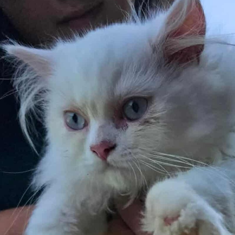 Barry the cat (Pending), Adopted, Adult Male Munchkin & Persian.