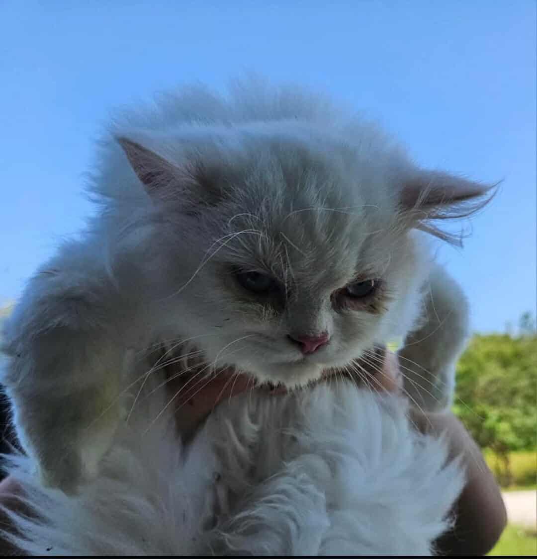 Enlarge Barry the cat (Pending), a Adopted mixed breed in Glocester, RI image 2/4