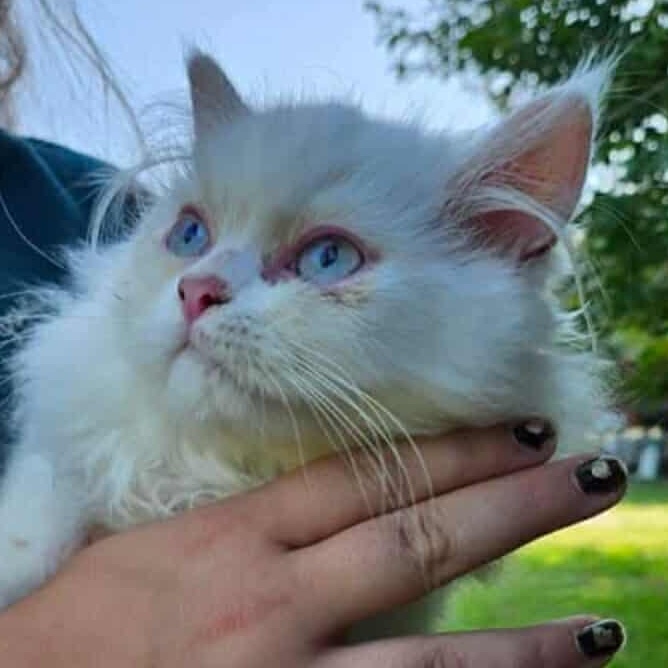 Enlarge Barry the cat (Pending), a Adopted mixed breed in Glocester, RI image 4/4