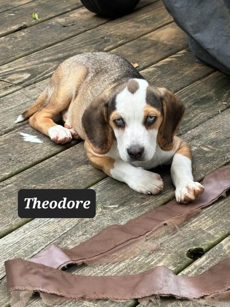 Enlarge Theodore, a Adoptable Beagle in Buffalo, MO image 1/1