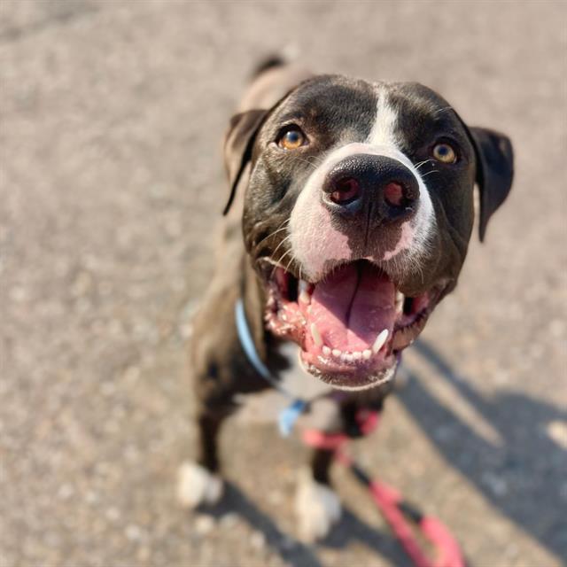 BANJO, Adoptable, Young Male American Staffordshire Terrier.