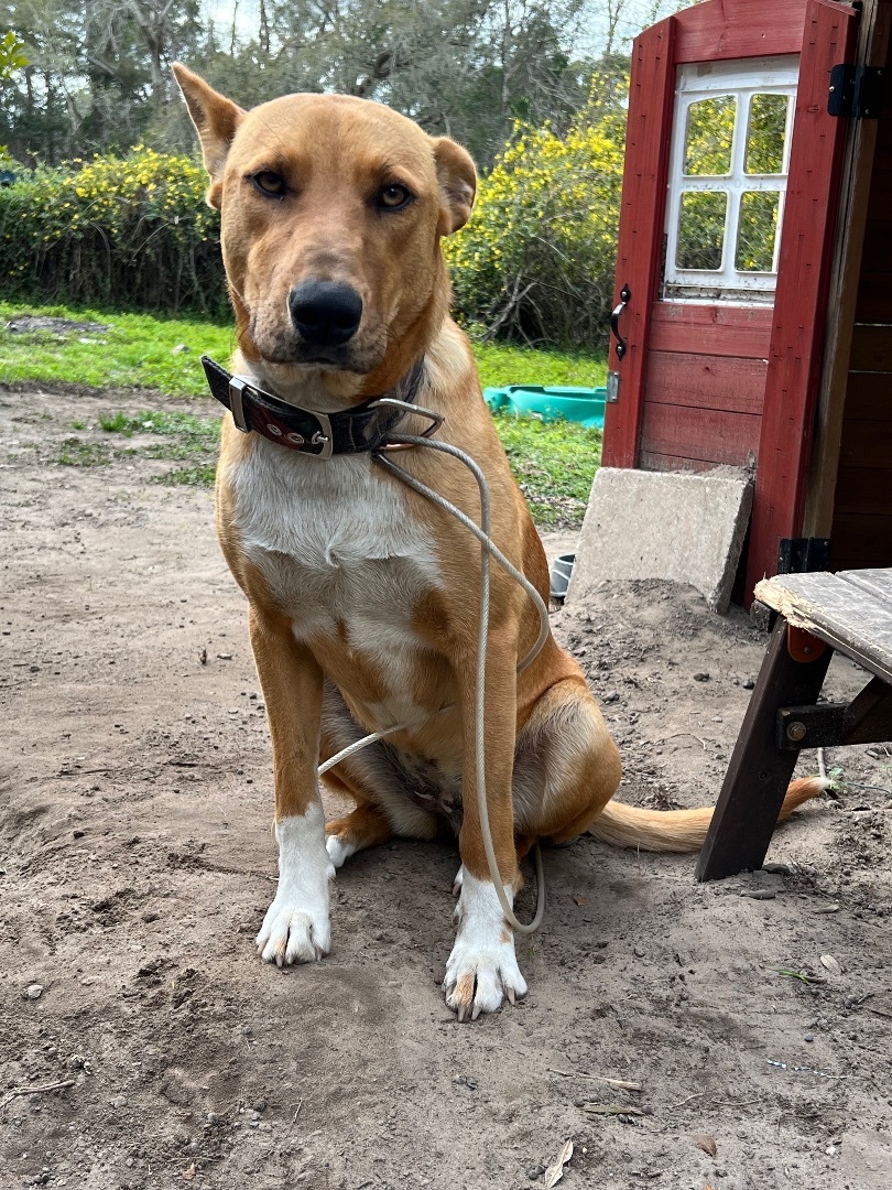 Mollie, a Adoptable mixed breed in Crestview, FL image 1/3