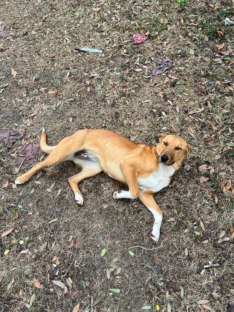 Mollie, a Adoptable mixed breed in Crestview, FL image 3/3