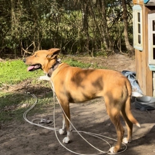 Mollie, an adoptable Vizsla, Black Mouth Cur in Crestview, FL, 32539 | Photo Image 2