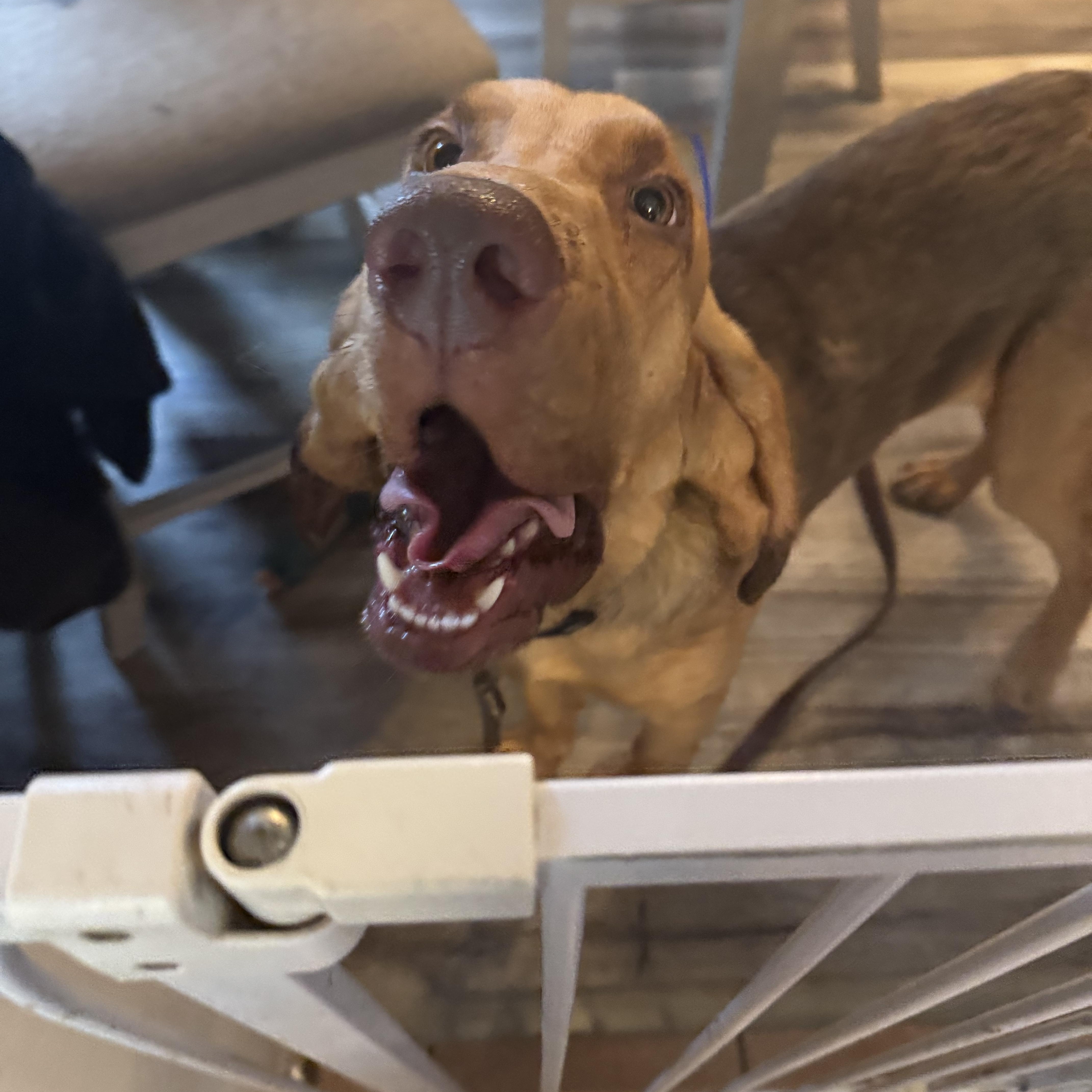 Rufus! Big dufus! 3