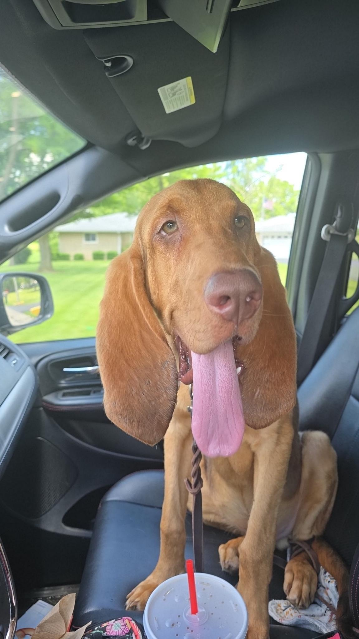 Rufus! Big dufus!