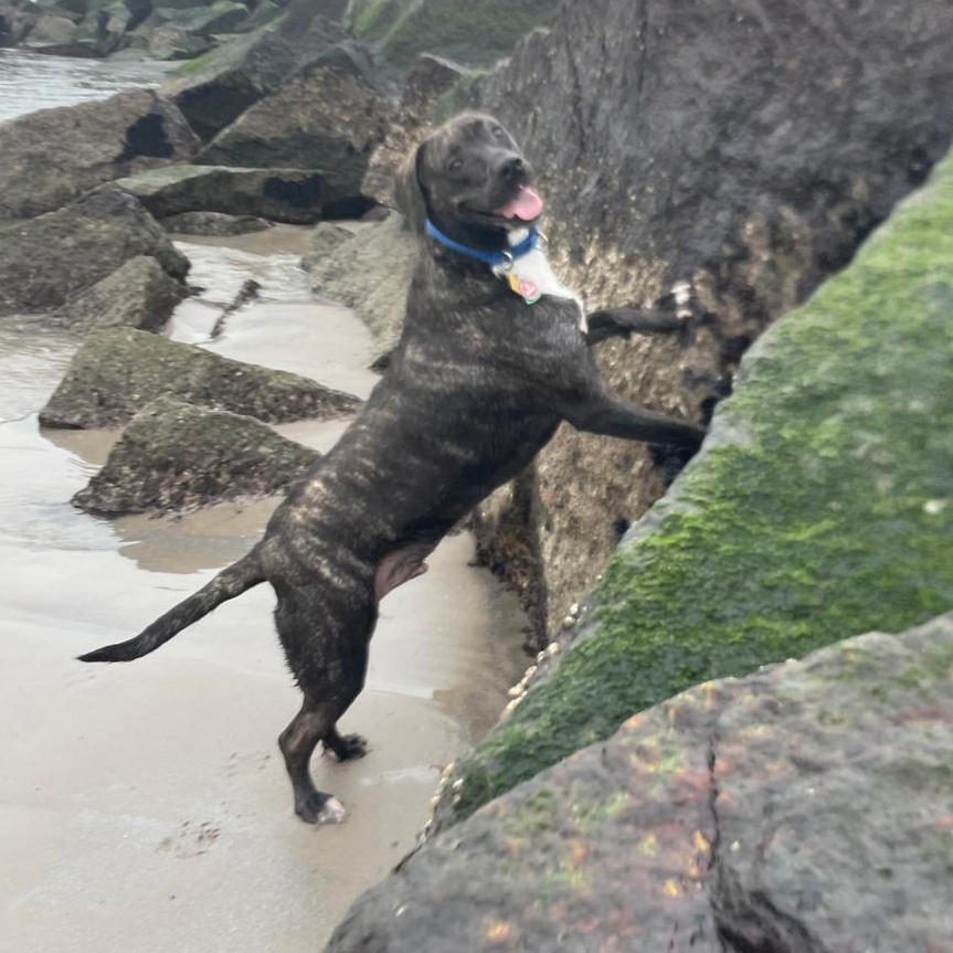 Jet Mixed Breed Dog