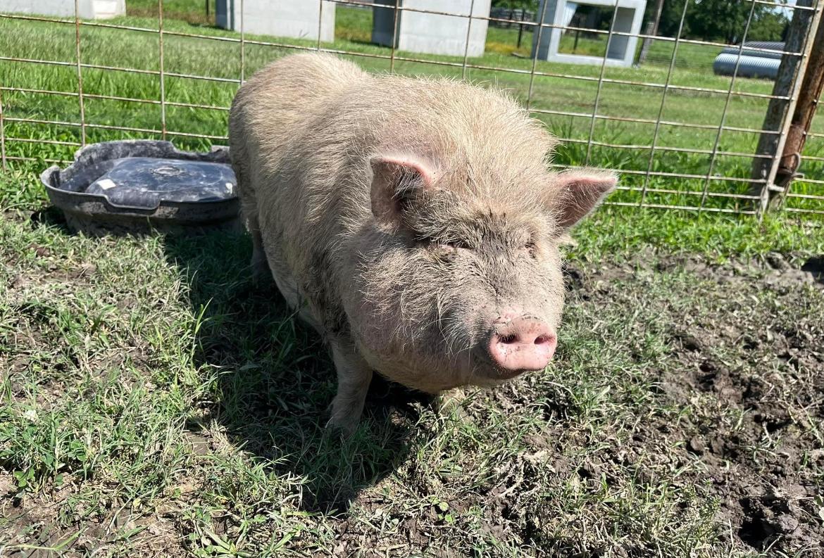 Enlarge Nelly, a Adopted mixed breed in Walker, LA image 1/1