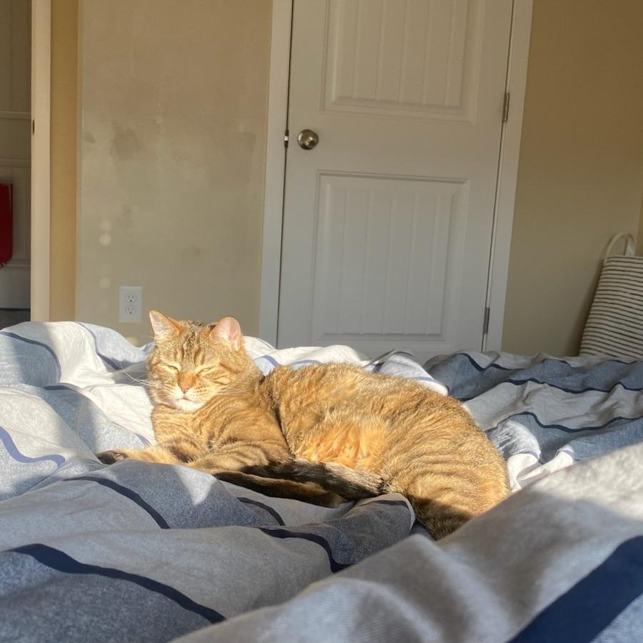 Mr. Britches, Adoptable, Senior Male Domestic Short Hair.