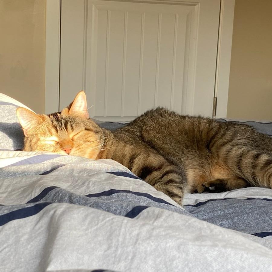 Enlarge Mr. Britches, a Adoptable Domestic Short Hair in Redwood City, CA image 2/6