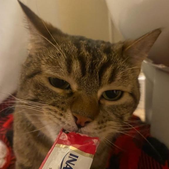 Enlarge Mr. Britches, a Adoptable Domestic Short Hair in Redwood City, CA image 3/6